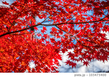 御岳山の紅葉 103473400