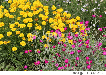 春の公園に咲く黄色いオオキンケイギクの花おピンク色のスイセンノウ（酔仙翁）の花 103473405