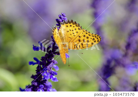 ツマグロヒョウモン 103473570