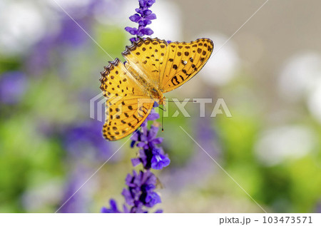 ツマグロヒョウモン 103473571