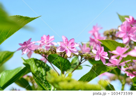 アジサイ（ダンスパーティー） 103473599