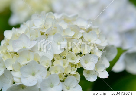 アジサイ アジサイ 103473673