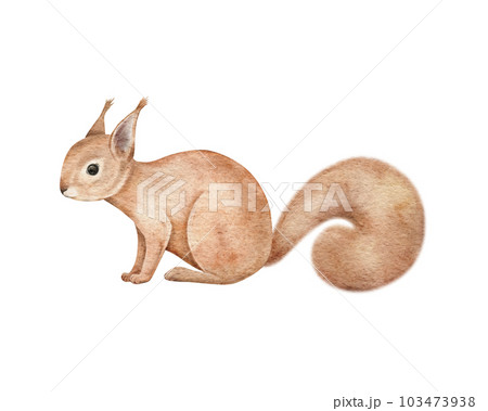 Cute fluffy orange squirrel. Realistic wild forest animal. Woodland rodent. Hand drawing watercolor illustration for sticker, card, invitation, children, preschool, zoo alphabet 103473938