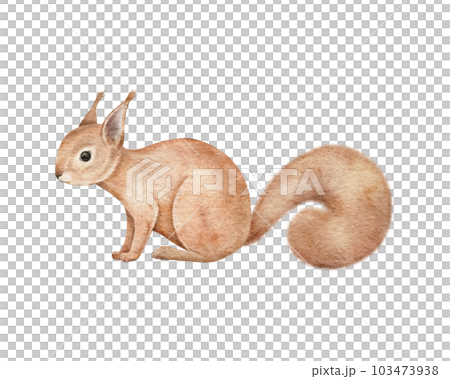 Cute fluffy orange squirrel. Realistic wild forest animal. Woodland rodent. Hand drawing watercolor illustration for sticker, card, invitation, children, preschool, zoo alphabet 103473938
