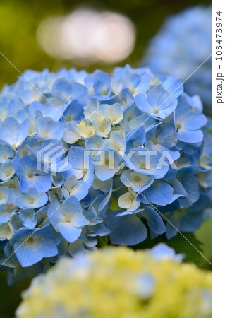 アジサイ アジサイ 103473974