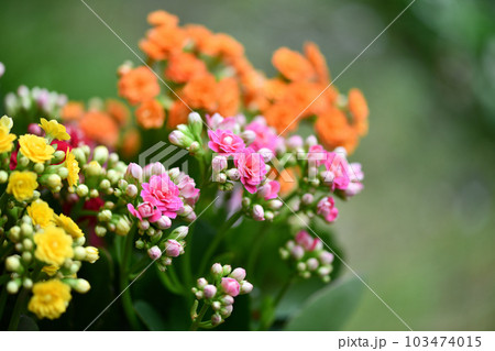 ベンケイソウ科多年草・カランコエの花 ベンケイソウ科多年草・カランコエの花 103474015