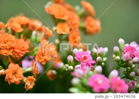 ベンケイソウ科多年草・カランコエの花 103474016