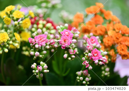 ベンケイソウ科多年草・カランコエの花 103474020