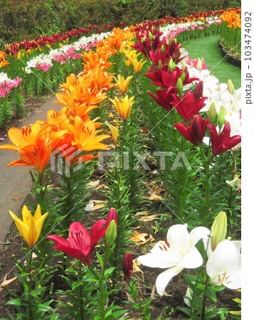 綺麗に咲いた色とりどりの百合の花 103474092
