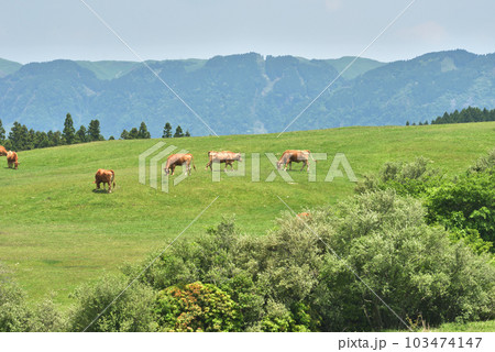 阿蘇の赤牛 放牧風景 阿蘇の赤牛 放牧風景 103474147