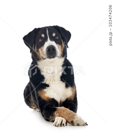 adult Appenzeller Sennenhund 103474206