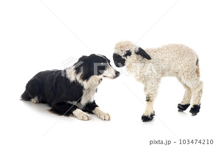 lamb Valais Blacknose and border collie lamb Valais Blacknose and border collie 103474210