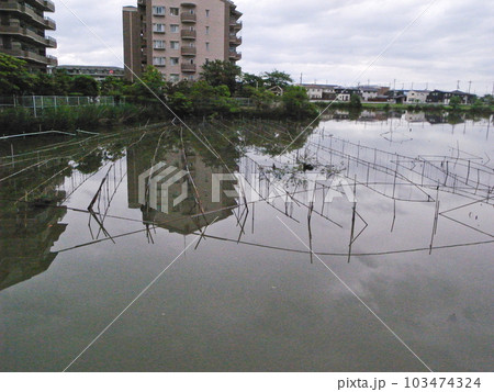 淡水真珠養殖池 淡水真珠養殖池 103474324