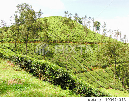 Tea gardens 103474358