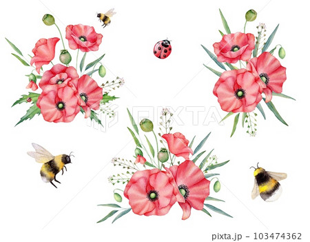 Set of red wild poppies, poppy buds, green leaves, bee and ladybug. Floral bouquets. Hand draw watercolor illustration for wedding, anniversary, birthday, package, greetings 103474362