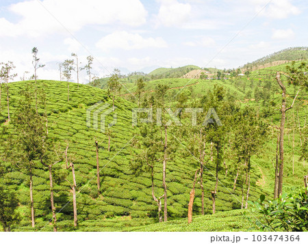 Tea gardens Tea gardens 103474364