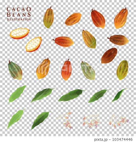 Watercolor illustration set of various cocoa beans, flowers and leaves 103474446