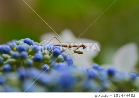 アジサイとカマキリの赤ちゃん アジサイとカマキリの赤ちゃん 103474482
