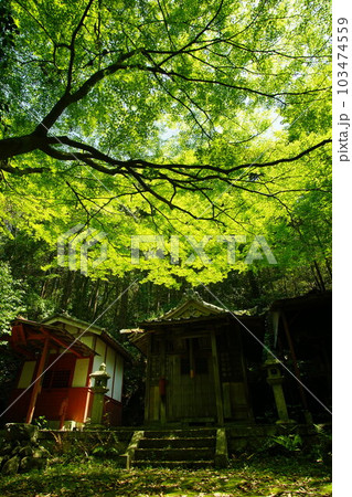 初夏の湯谷神社 (滋賀県米原市, 2022年5月) 初夏の湯谷神社 (滋賀県米原市, 2022年5月) 103474559