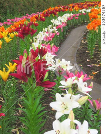 綺麗に咲いた色とりどりの百合の花 103474567