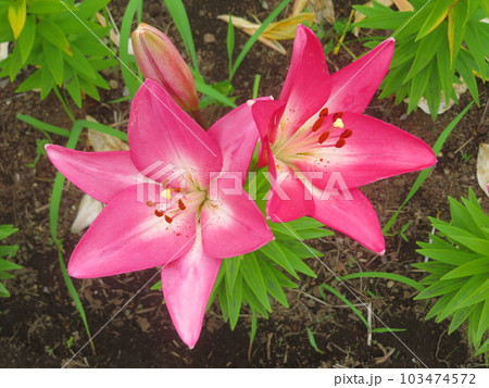 美しい百合の花 美しい百合の花 103474572