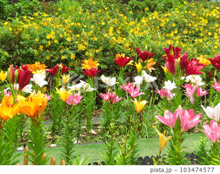 綺麗に咲いた色とりどりの百合の花 103474577