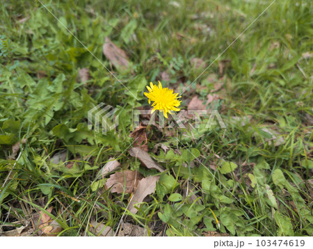 一輪のたんぽぽ 一輪のたんぽぽ 103474619