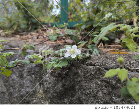 コンクリートから咲く白い花 103474621