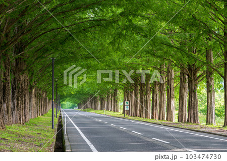 新緑のメタセコイア並木道｜木のトンネル｜滋賀県高島市マキノ町 103474730