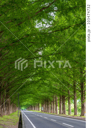 新緑のメタセコイア並木道｜木のトンネル｜滋賀県高島市マキノ町 103474732