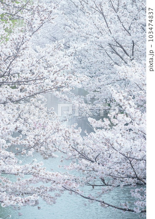 桜満開の伏見 桜満開の伏見 103474837