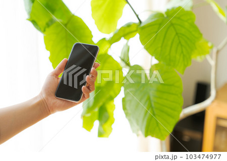 観葉植物と携帯電話を操作する手元写真 観葉植物と携帯電話を操作する手元写真 103474977