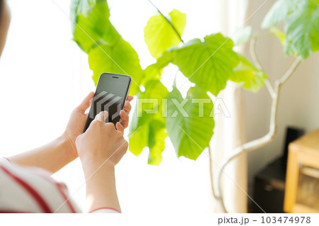 観葉植物と携帯電話を操作する手元写真 103474978