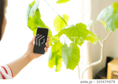 観葉植物と携帯電話を操作する手元写真 103474979