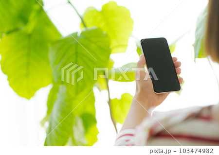 観葉植物と携帯電話を操作する手元写真 観葉植物と携帯電話を操作する手元写真 103474982