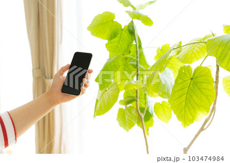 観葉植物と携帯電話を操作する手元写真 103474984