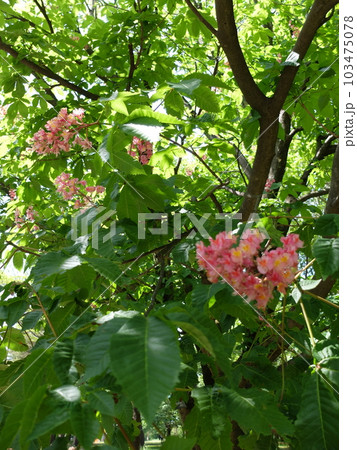 春の和光樹林公園 春の和光樹林公園 103475078