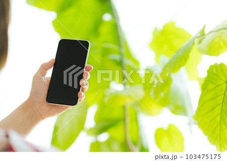 観葉植物と携帯電話を操作する手元写真 観葉植物と携帯電話を操作する手元写真 103475175
