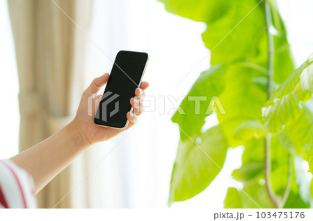 観葉植物と携帯電話を操作する手元写真 103475176