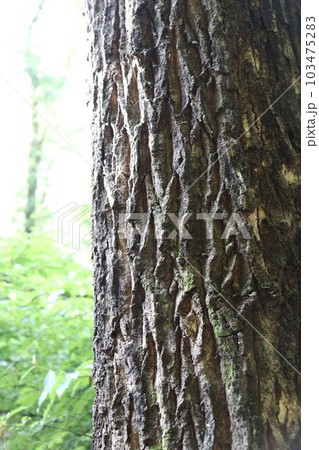 深い森の中の大木 103475283