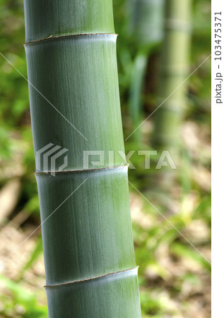 竹 103475371