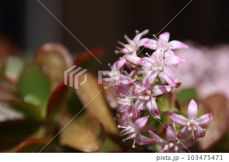 満開の金の成る木の花 103475471