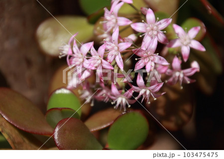 満開の金の成る木の花 103475475