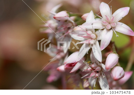 満開の金の成る木の花 満開の金の成る木の花 103475478