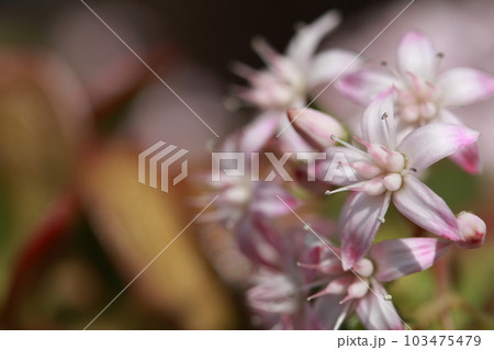 満開の金の成る木の花 103475479