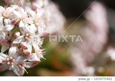 満開の金の成る木の花 103475482