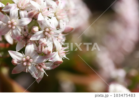 満開の金の成る木の花 103475483