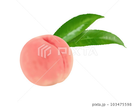桃 桃 103475598