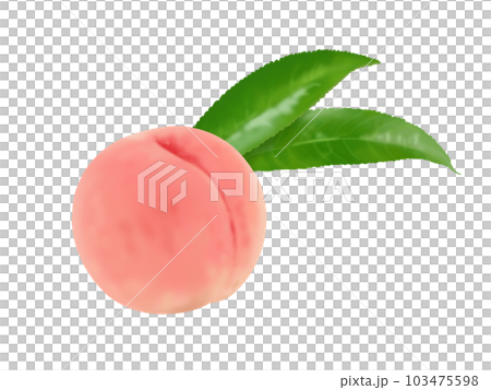桃 桃 103475598