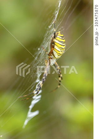 ナガコガネグモ ナガコガネグモ 103475870